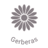 Gerberas