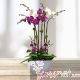 Orquídeas Renacer, 8 tallos