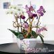 Orquídeas Luxury, 10 tallos