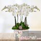 Orquídeas Phalaenopsis BS, 14 tallos (blancas)