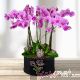 Orquídeas Phalaenopsis BS, 14 tallos (morado-rosa)