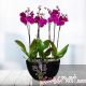 Phalaenopsis Eternity, 6 tallos