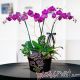 Santuario, orquídea phalaenopsis morada 4 tallos