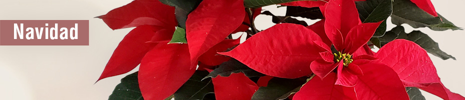Navidad