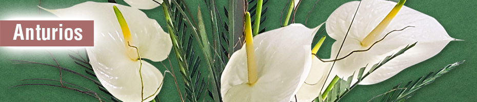 Anturios