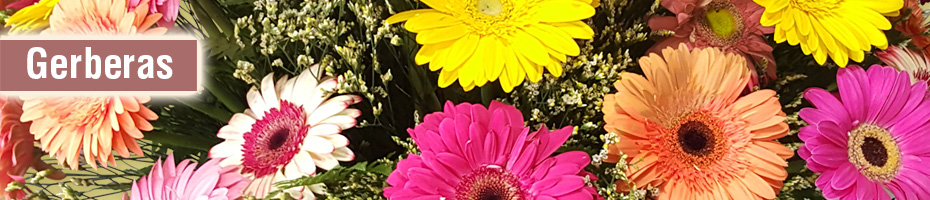Gerberas