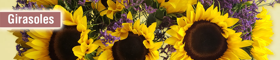 girasoles girasoles