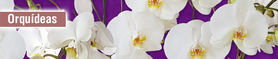 Orquideas