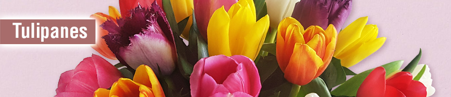 Tulipanes Tulipanes