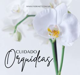 Cuidado de las orquídeas phalaenopsis
